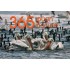 365 ΦΥΣΗ